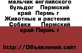 мальчик английского бульдог - Пермский край, Пермь г. Животные и растения » Собаки   . Пермский край,Пермь г.